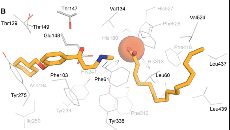Illustration of RPE65 residues from the bound ligands.jpg